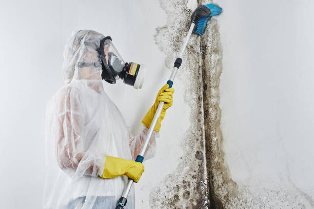 Best Attic Mold Removal  in Breckenridge Hills, MO