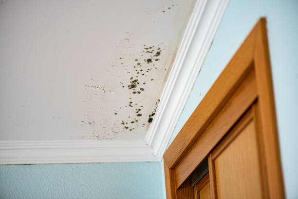Best Black Mold Removal  in Breckenridge Hills, MO