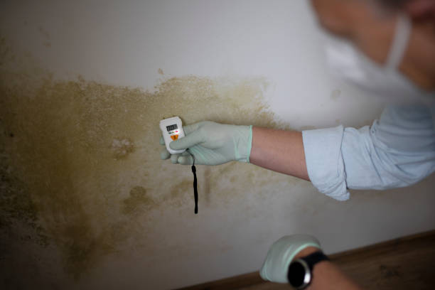 Best Fast Mold Removal  in Breckenridge Hills, MO