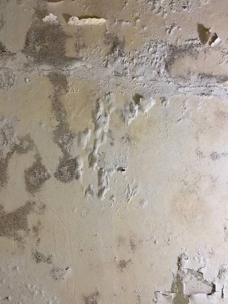 Best Mold Remediation  in Breckenridge Hills, MO