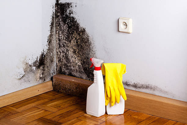 Best Mold Removal Near Me  in Breckenridge Hills, MO