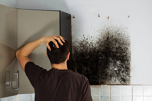 Trusted Breckenridge Hills, MO Mold Removal Experts