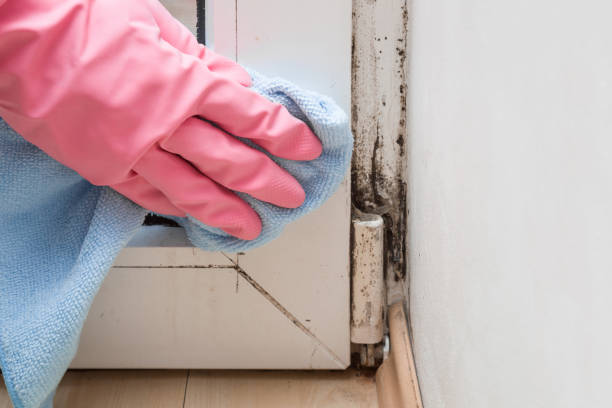 Best Fast Mold Removal  in Breckenridge Hills, MO
