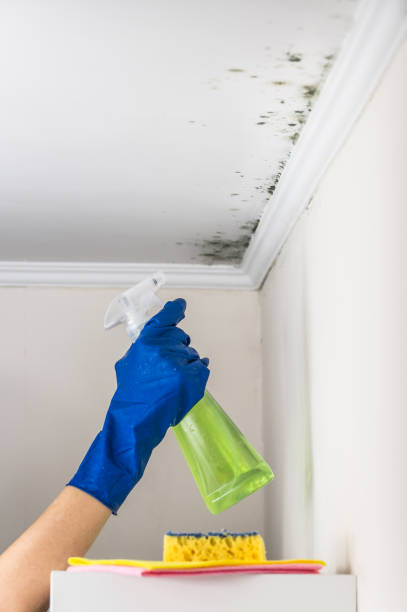 Best Mold Cleaning Services  in Breckenridge Hills, MO
