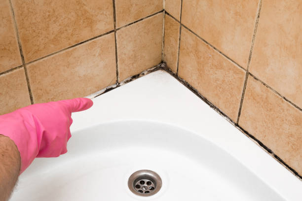 Best Same-Day Mold Removal  in Breckenridge Hills, MO